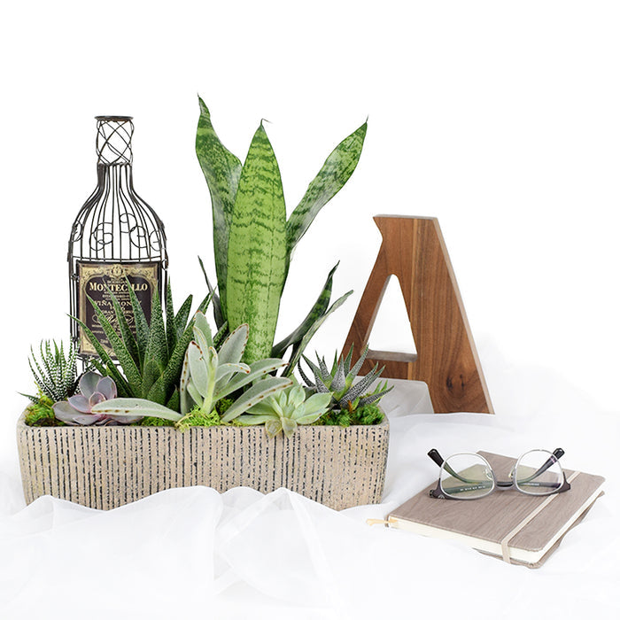 Deluxe Succulent Garden with Textured White Planter – the plant