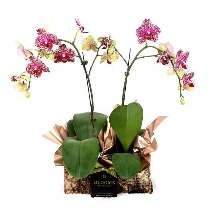 Elegant Pink Orchid Plant in Decorative Planter – the plant
