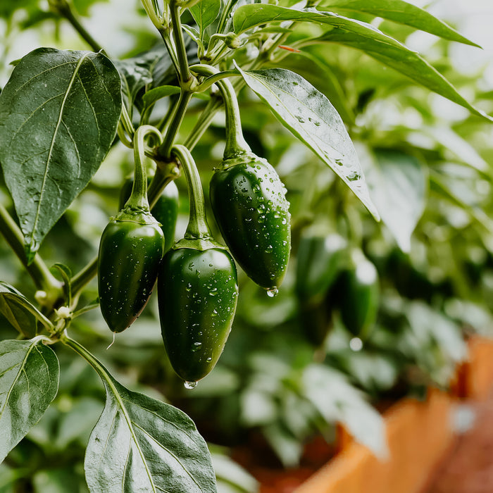 Jalapeño Verde (Limited Edition) | Fragrance Oil