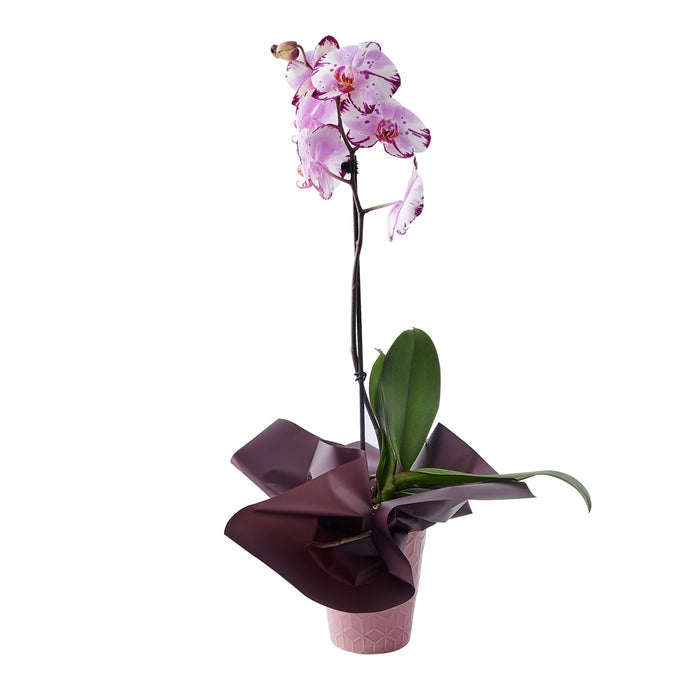 Large Pink Orchid Plant in Planter – the plant