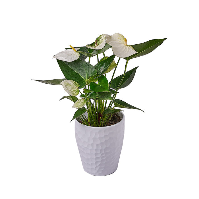 Lush White Anthurium Potted Plant – the plant