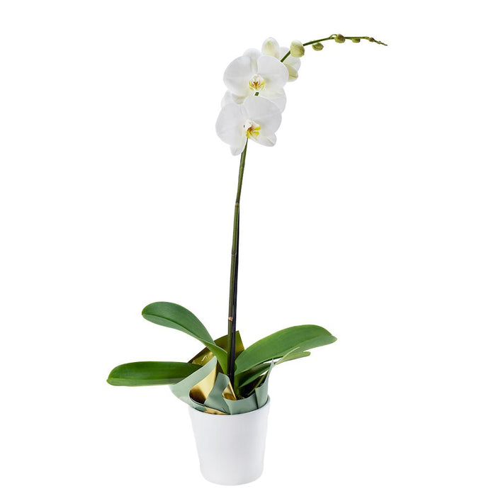 Premium Exotic White Orchid Plant in Ceramic Planter – the plant