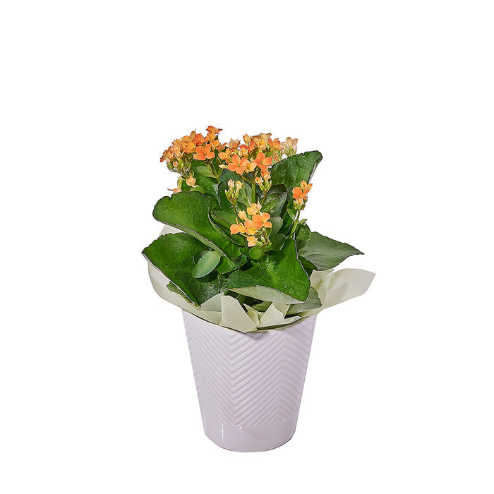 Premium Potted Kalanchoe Plant Arrangement – the plant