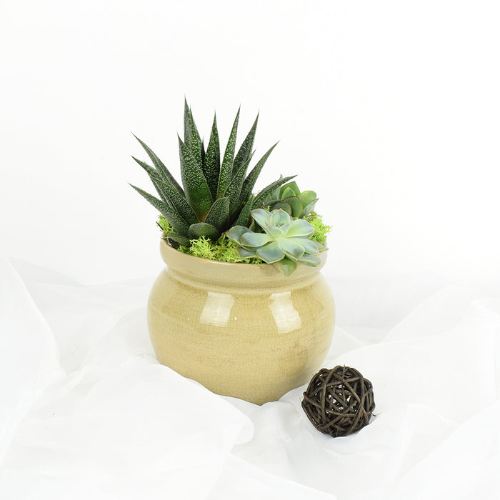 Premium Potted Succulent Plant Arrangement in Round Ceramic Pot – the plant