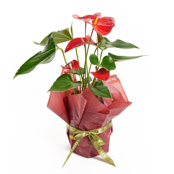 Tropical Anthurium and Flamingo Plant in Standard Planter – the plant