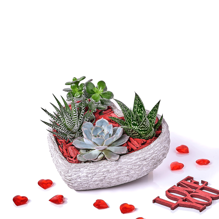 Valentine's Day Succulent Planter in Stone Heart – the plant