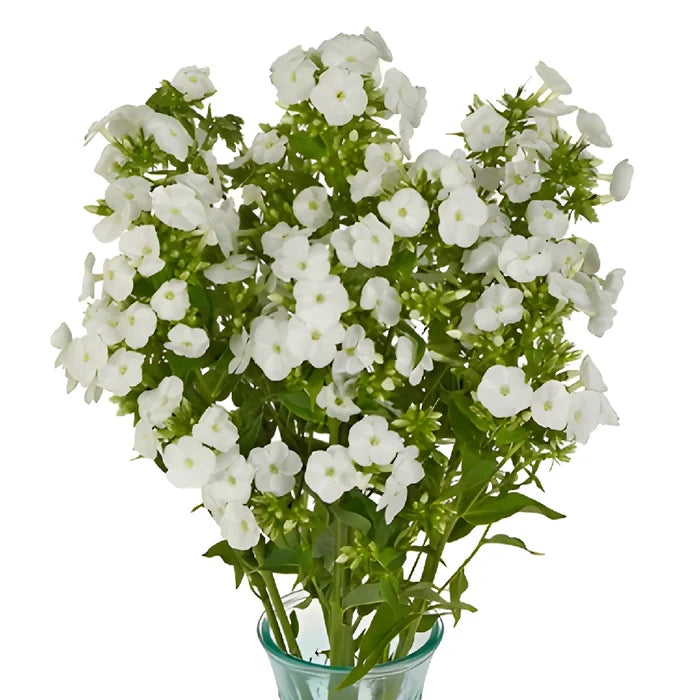 White Garden Phlox Flowers
