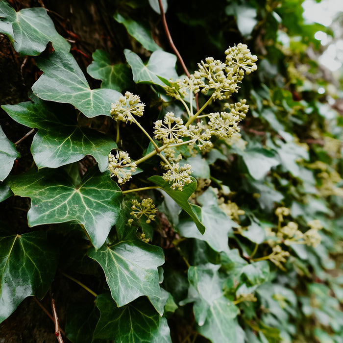 English Ivy | Fragrance Oil