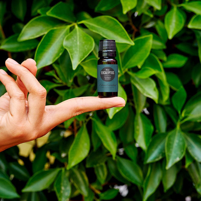Eucalyptus- Blue Essential Oil
