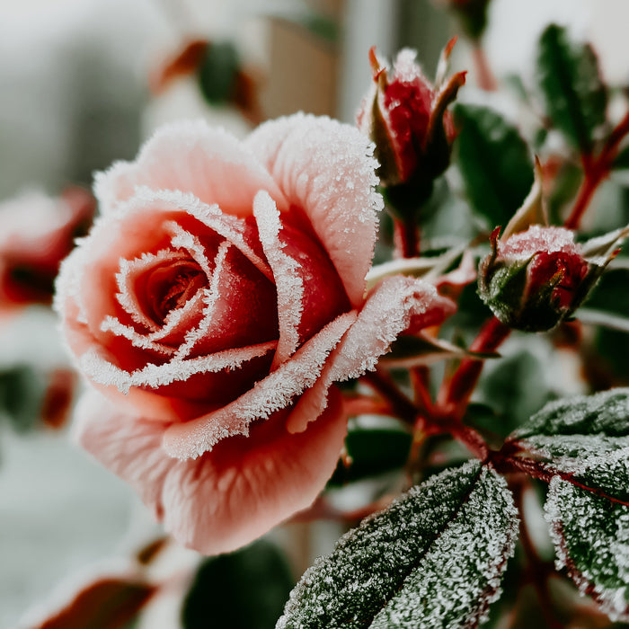 Frozen Rose | Fragrance Oil