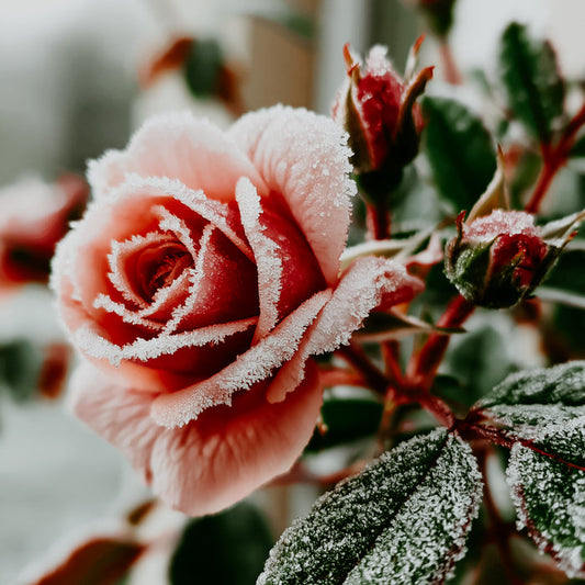 Frozen Rose | Fragrance Oil