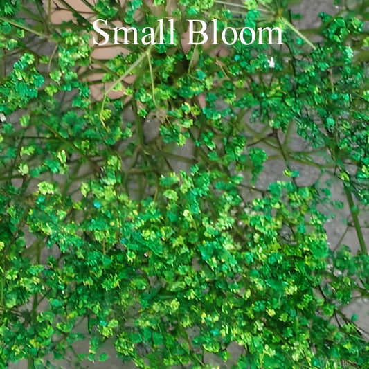 Green Airbrushed Baby's Breath Flower