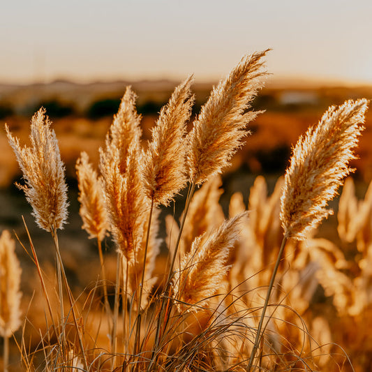 Marfa Desert | Fragrance Oil