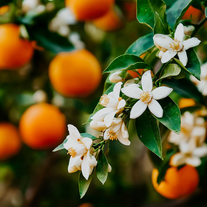 Mexican Orange Blossom | Fragrance Oil