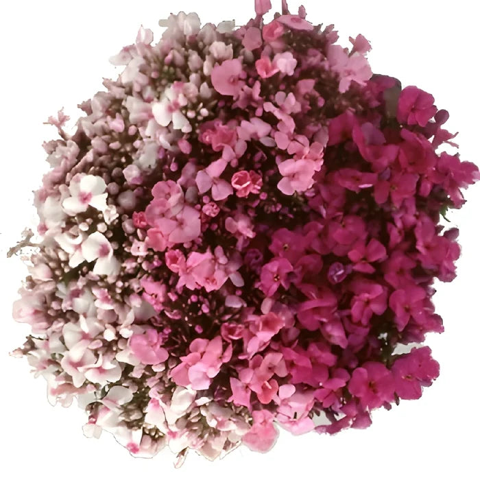 Mixed Colors Phlox Flowers