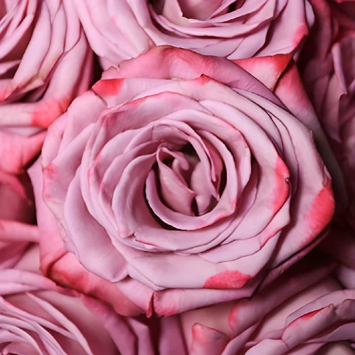 Moody-blues-fresh-rose-arrangements Close Up - Image