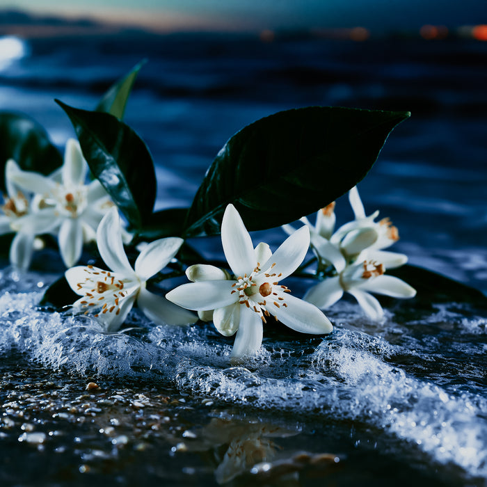 White flowers with green leaves on a dark background