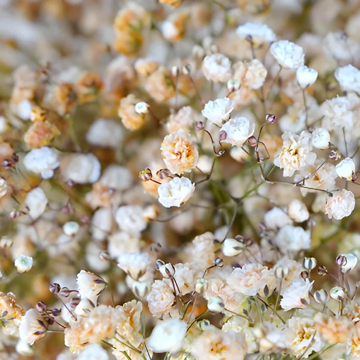 Orange Airbrushed Baby's Breath Flower