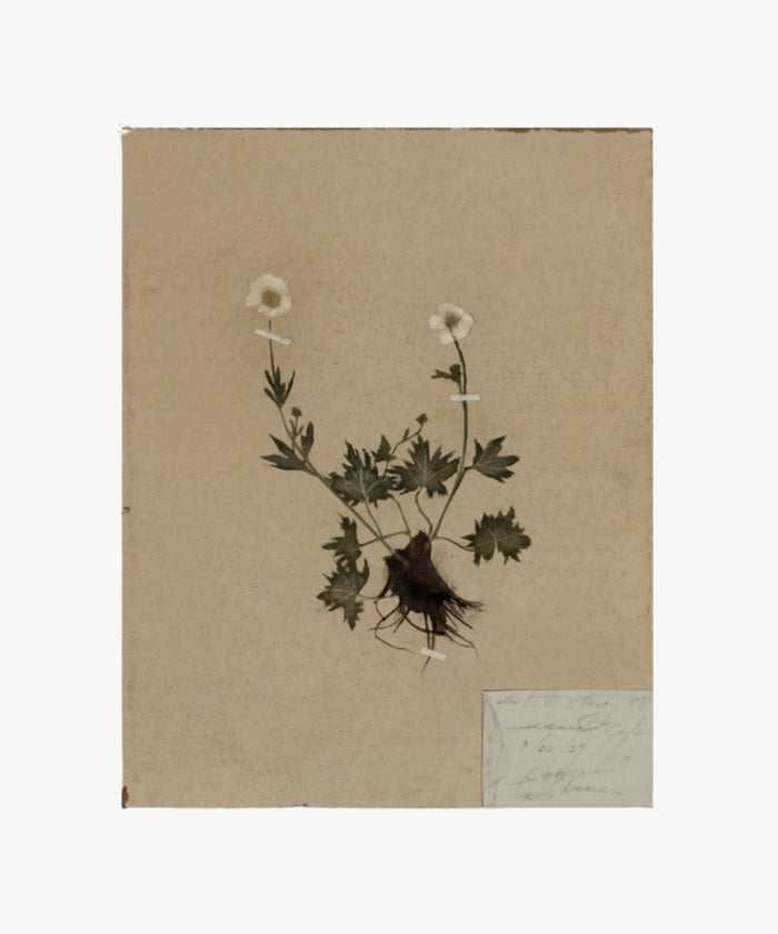 Art reproduction of the original painting of  a pressed botanical specimen of a small flowering plant mounted on beige paper by Hannah Winters, printed on thick, textured, high-quality paper. | Wildwood Home Co.