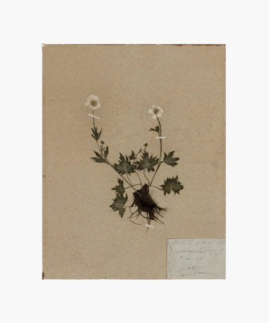 Art reproduction of the original painting of  a pressed botanical specimen of a small flowering plant mounted on beige paper by Hannah Winters, printed on thick, textured, high-quality paper. | Wildwood Home Co.
