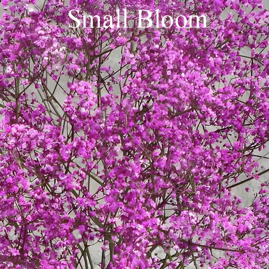 Pink Airbrushed Baby's Breath Flower