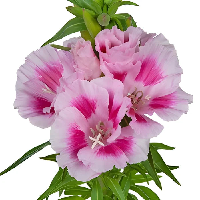 Pink Bicolor Godetia Flowers