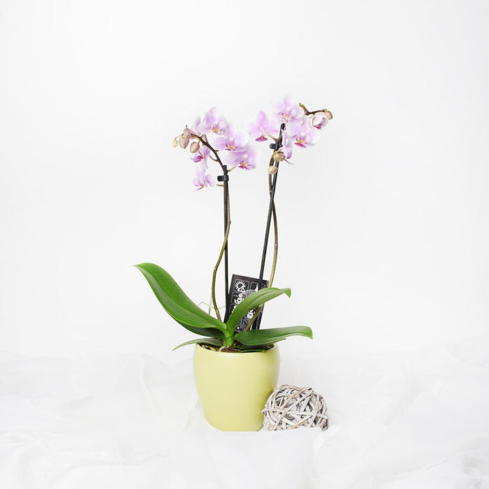 Pink Orchid Arrangement with Elegant Ceramic Planter – the plant