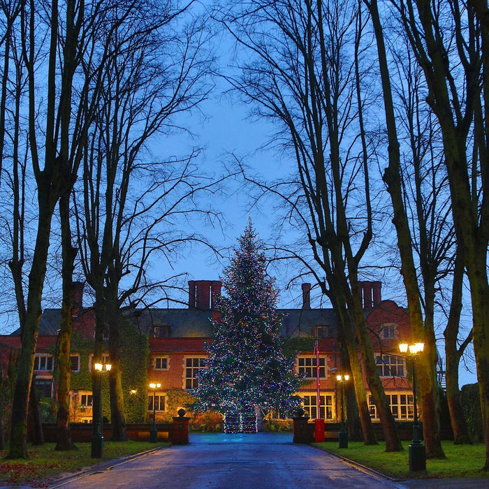 PR50MB_Huge-Christmas-Tree-with-multi-coloured-lights-queen-ethelburgas_P7_7200052f-dccc-4211-894f-597fe412d232.jpg