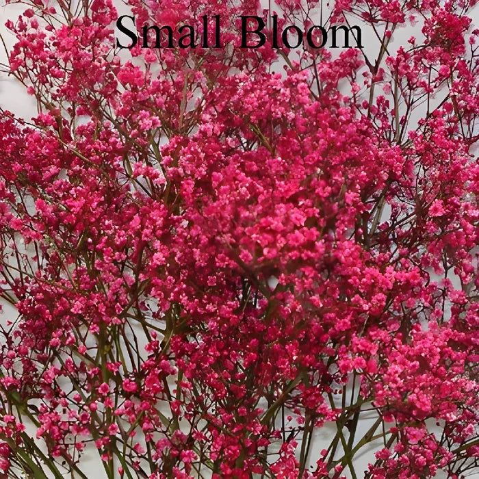 Red Airbrushed Baby's Breath Flower