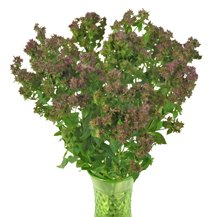 Soft Plum Creeping Phlox Flowers
