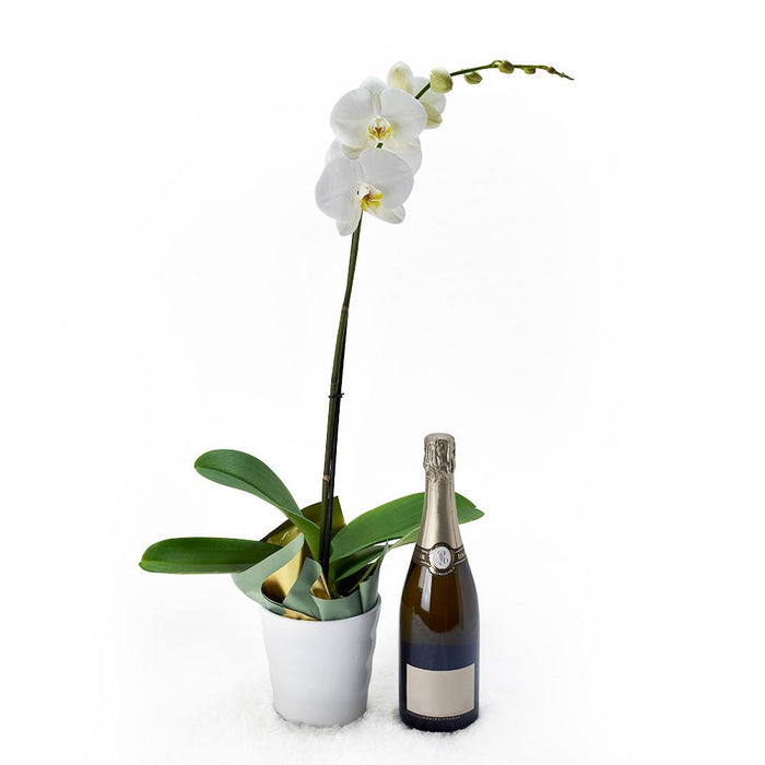 Sparkling Wine Gift Basket with Single White Orchid in White Ceramic – gift basket with this gift includes a white orchid in a and this gift basket