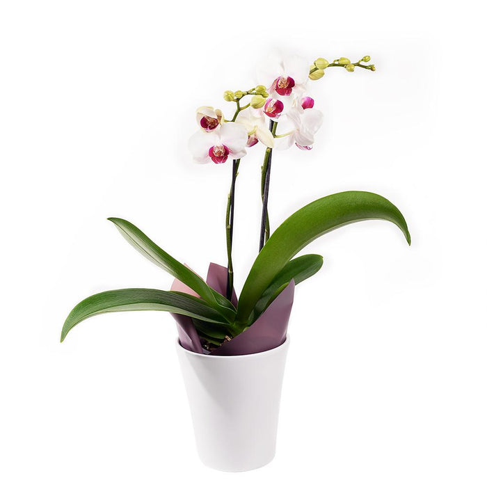 Two Orchid Plants with Classic Ceramic Planter – the plant