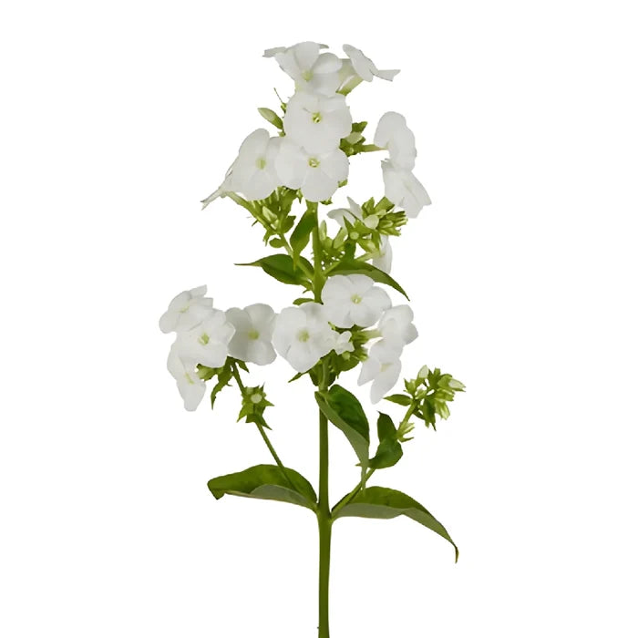 White Garden Phlox Flowers
