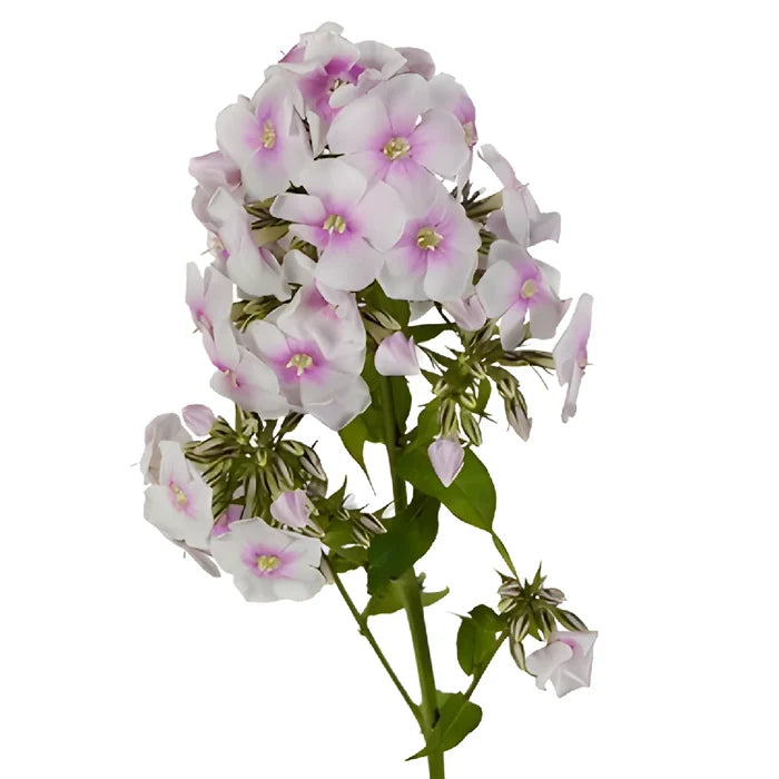 White Lavender Garden Phlox Flowers